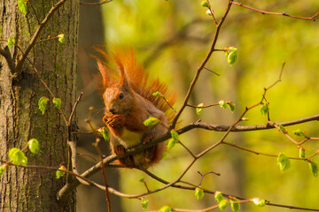 a red squirrel sits on a tree and eats a nut