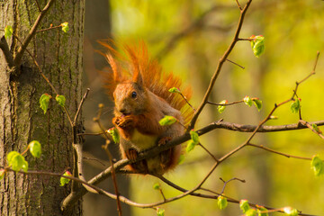 a red squirrel sits on a tree and eats a nut