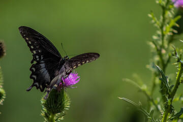 butterfly on flower