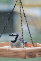 bird in a birdfeeder