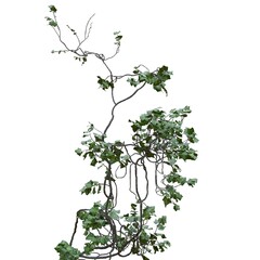 Climbing plants creepers vine isolated on white background 3d illustration