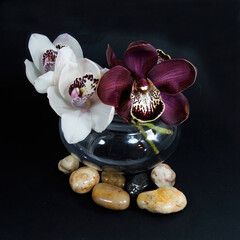 White & purple Cymbidium orchids; (Boat Orchid) blossom in a glass vase isolated on black. With...