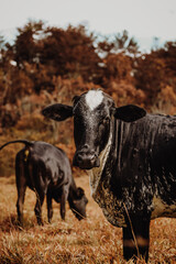 cows of minas gerais
