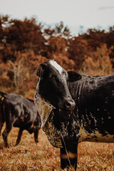 cows of minas gerais
