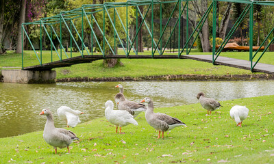 Geese basking in the sun with bridge in the background, Bogotá, Colombia.