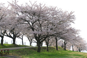 春の猪苗代町営牧場（福島県・猪苗代町）