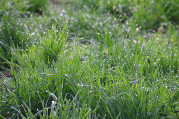 草原・牧草（福島県・猪苗代町）