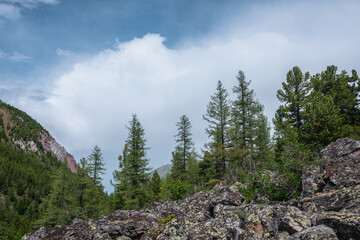 Atmospheric mountain forest landscape with coniferous trees in sunlight on stony hill under blue cloudy sky in changeable weather. Dramatic mountain scenery with coniferous forest under big cloud.