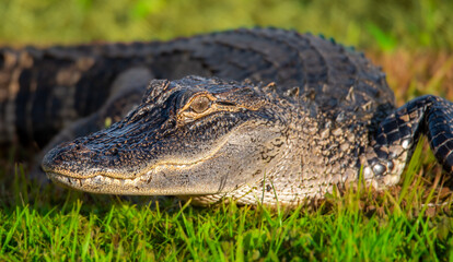 sunning alligator