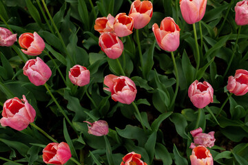 red tulips in the garden