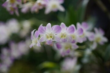 Obraz na płótnie Canvas close up of a purple orchid flower