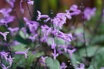 Plectranthus “Cape Angel”