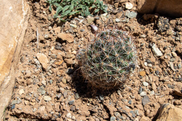 cactus in the sand