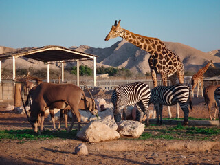 giraffe and zebras