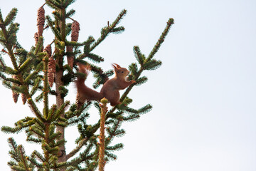 squirrel on a tree