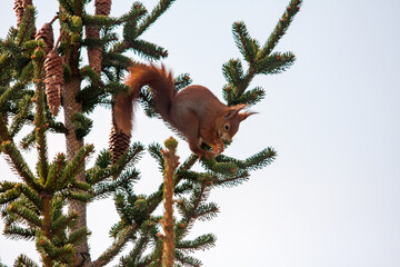 squirrel eating on a tree