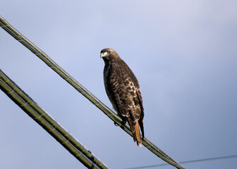 Lady Hawk looking for the morning snack