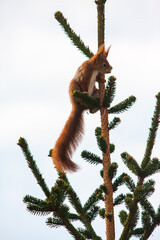 squirrel on a tree