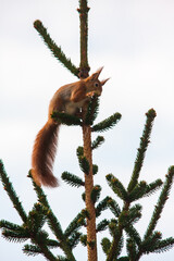 squirrel on a tree
