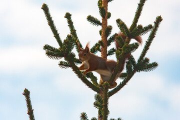 squirrel on a tree