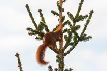 squirrel on a tree