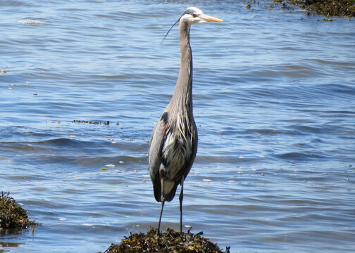 Blue Heron hunting during the ocean low tid