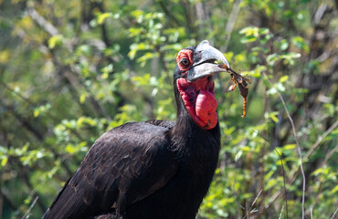 Southern Ground Hornbill