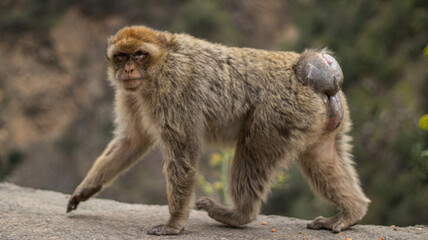 a macaque that walks and looks at us