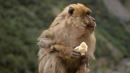 close up of a monkey looking away and holding a piece of bread