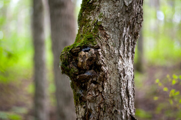 A tree trunk that appears to have a face.