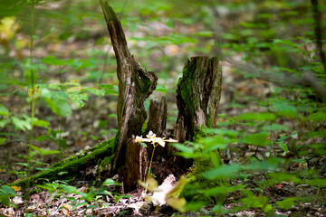 A tree trunk that appears to have a face.