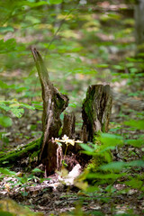 Fototapeta premium A tree trunk that appears to have a face.