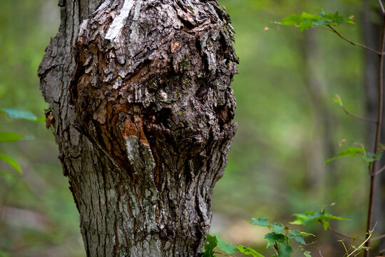 A tree trunk that appears to have a face.