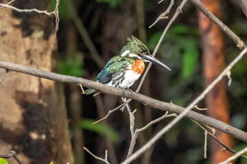 Belted Kingfisher Portrait in Pennsylvania