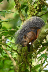 Eastern Grey Squirrel on branch. Scientific name: Sciurus carolinensis.