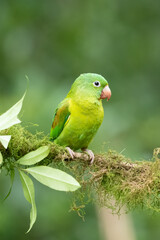 The orange-chinned parakeet (Brotogeris jugularis), also known as the Tovi parakeet, is a small mainly green parrot of the genus Brotogeris. It is found in Central America.