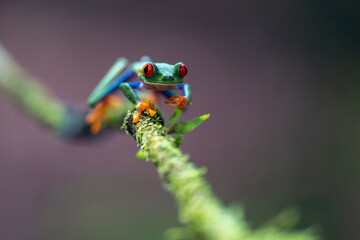 Red-eyed Tree Frog, Agalychnis callidryas, sitting on the green leave in tropical forest in Costa Rica.