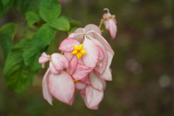 Fototapeta na wymiar pink Mussaenda Philippica