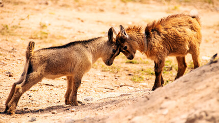 Two young goats crash with their heads. Fighting goat. Brown goats