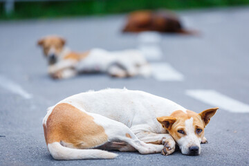 stray dogs lying on the road