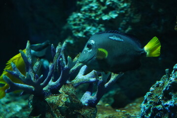 Fototapeta na wymiar 紫高鰭刺尾魚 (Zebrasoma xanthurum) | fish in aquarium | Yellowtail sailfin tang