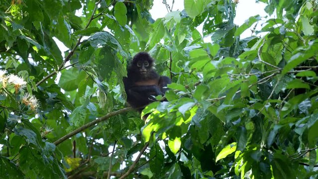 a wide shot of a spider monkey baby, sitting in a tree, looking at the camera at corcovado national park of costa rica