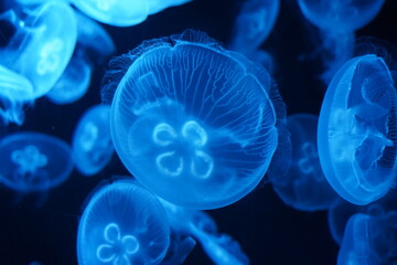 jelly fish in the aquarium | blue color  | Aurelia aurita | 海月水母