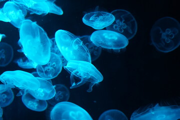 jelly fish in the aquarium | blue color  | Aurelia aurita | 海月水母