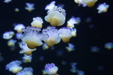 yellow and blue jellyfish