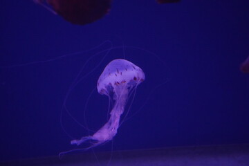 atlantic sea nettle jellyfish  in the water