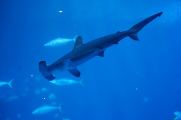 shark in aquarium