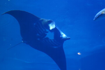 giant manta ray in the water