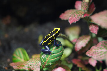 Dyeing Dart Frog (Dendrobates tinctorius) in the leaf