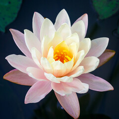 White lotus with yellow pollen on blue surface of pond